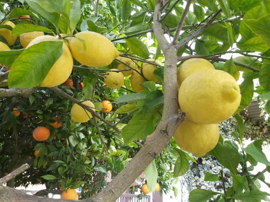 Casa Alegria - The Orangery Διαμέρισμα Tomar Εξωτερικό φωτογραφία